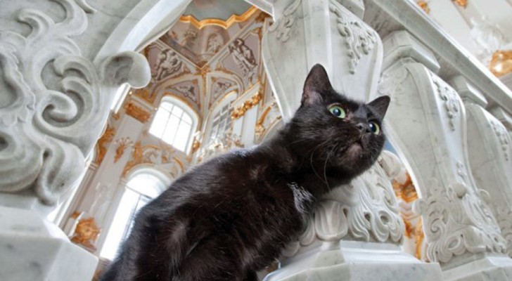 I guardiani dell'Ermitage: a proteggere le opere del museo ci pensa una colonia di gatti