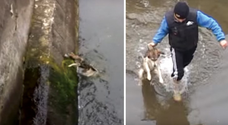 Un cane è intrappolato in un canale... il modo in cui accoglie i soccorritori è commovente