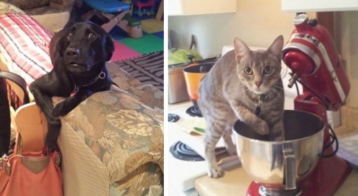 18 animals caught in the act! In no way could they be innocent!