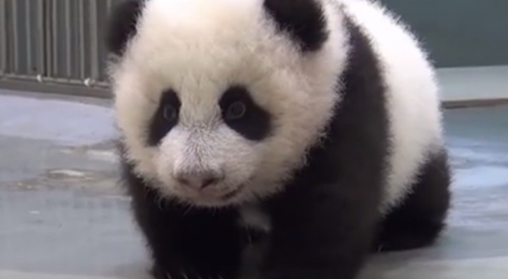 Mama Panda bringt ihr Kleines ins Bet