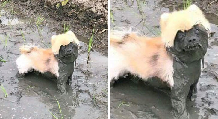 All the reasons why you should not let your dog play in the mud summarized in 20 photos