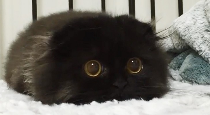 Here for you is Gimo, a cat with the biggest eyes you have ever seen!