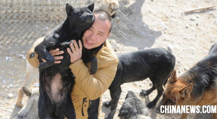 Un milionario cinese decide di spendere tutto per salvare i cani dal mattatoio, dopo aver perso il suo