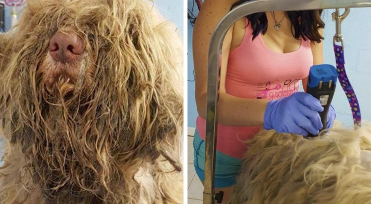 A woman opens her pet grooming salon in the middle of the night to shear an abandoned dog