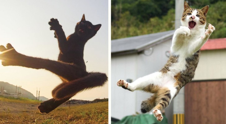 Questo fotografo è specializzato nell'immortalare gatti "ninja": i suoi scatti sono spettacolari