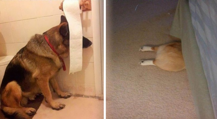 21 dogs that are convinced that "If I do not see them, they do not see me"!