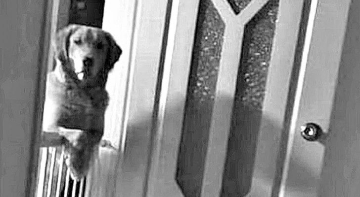Il cane che adottano al canile passa notti intere a fissare i padroni: il perché lo fa li lascia spiazzati