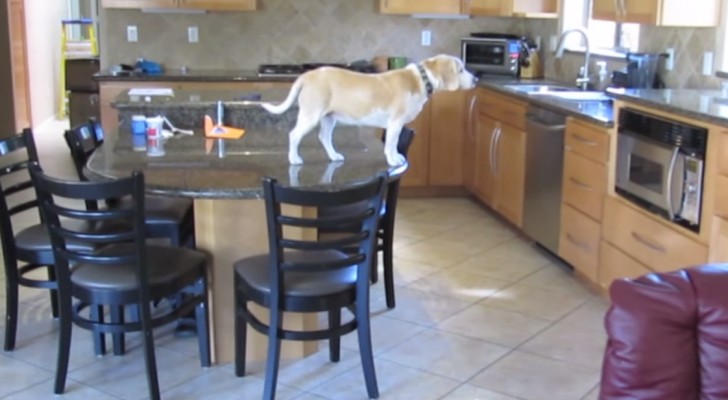The most ingenious dog ever 