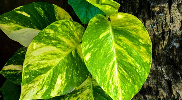 Aqui la planta "domestica" que segun la NASA elimina los agentes contaminantes en un departamento