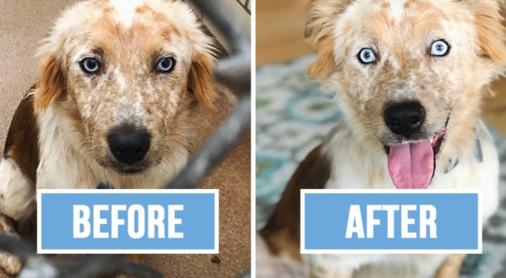 Una ragazza adotta un cane per i suoi 25 anni: le foto "prima-dopo" non hanno bisogno di parole