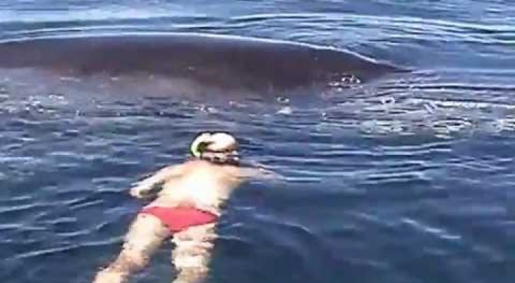 Whale showing appreciation to its rescuers