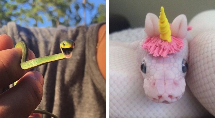 13 schattige foto's die je van elke fobie voor slangen afhelpen
