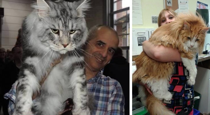 Cual es el gato mas grande del mundo? Descubre alguna curiosidad sobre un gato de 11 kg de peso