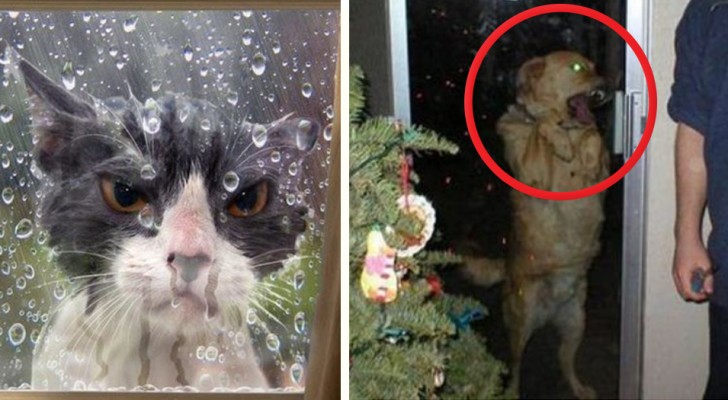 22 photos of pet animals that have no intention of remaining outside of the house