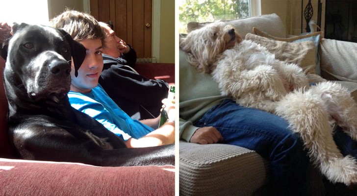 20 humorous photos of dogs behaving like human beings