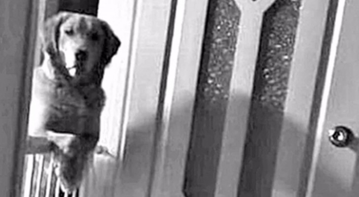 A dog stares at its new owners every night and the reason why makes the family cry ...