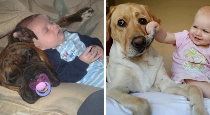 11 photos that demonstrate how difficult it is for a dog or cat to live with a small child!