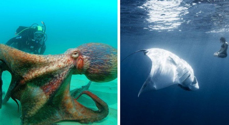15 photos qui vous feront craindre la mer comme jamais auparavant