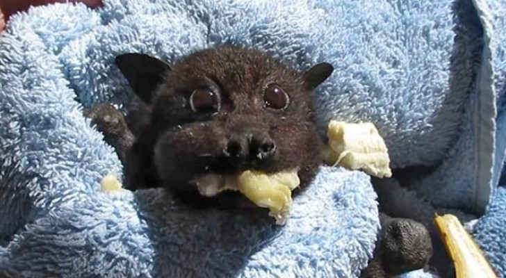 This little bat collided with a car and the video of its recovery is very entertaining