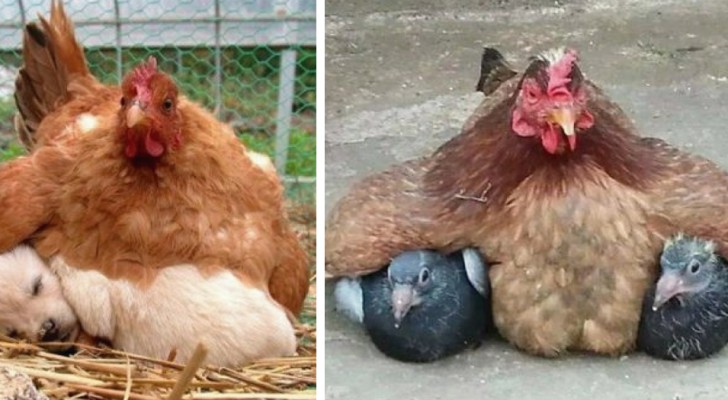 11 fotos de gallinas que buscan tener al calor sus estraños cachorros