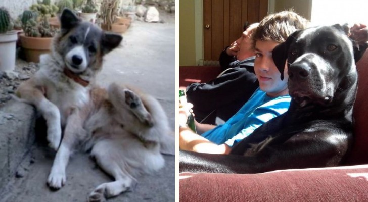 Deze foto's van honden die zich als mensen gedragen veroveren je hart omdat ze zo leuk zijn