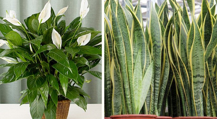 7 piante d'appartamento da avere in casa per migliorare la qualità dell'aria