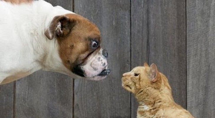 Perros vs Gatos gran round