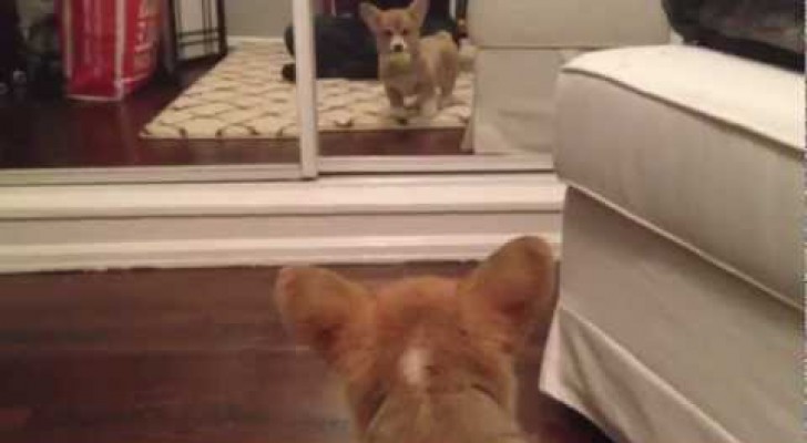 Mentre gioca, un cucciolo Si Vede per la Prima Volta allo Specchio: La reazione è esilarante!