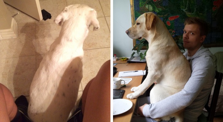 20 dogs that just cannot respect their owner's personal space