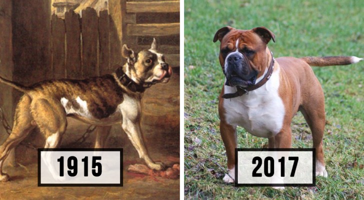 Here's how much some dog breeds have changed over the space of 100 years