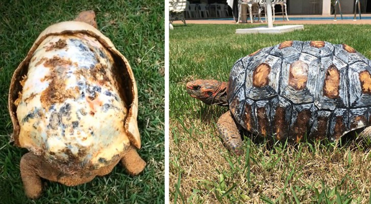 Questa tartaruga rimasta ferita in un incendio è stata la prima a ricevere un guscio nuovo stampato in 3D
