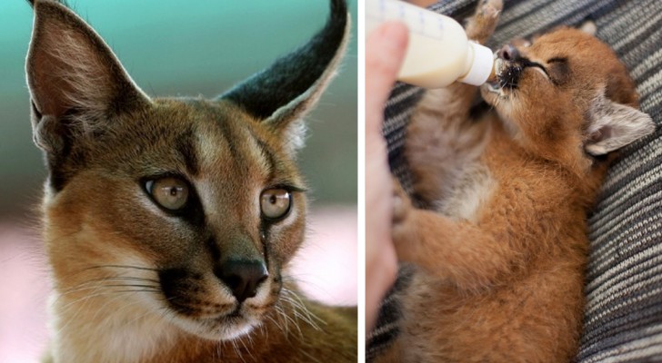 Le chat le plus mignon de tous les temps? Laissez-vous séduire par ces petits caracals