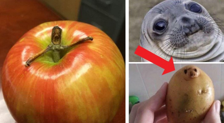 14 common objects that look an awful lot like something else