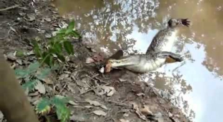 Alligatore attacca un'anguilla elettrica