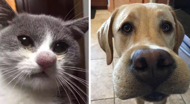 12 cute animals that had a run-in with a bee and have lived to regret it