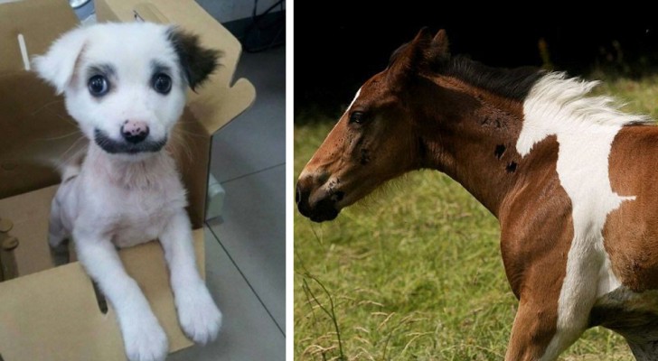 11 dieren met bijzondere tekens die met de hand lijken te zijn getekend