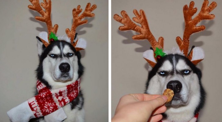 They attempt to create a Christmas photo shoot with their dog but its expression says it all ...