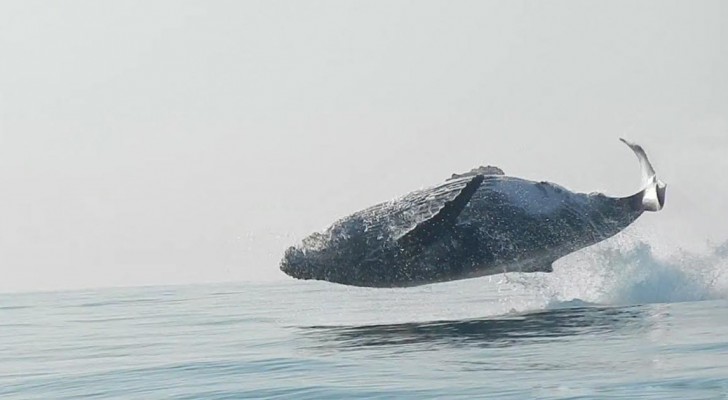 Un uomo riesce a filmare per la prima volta una balena che salta completamente fuori dall'acqua