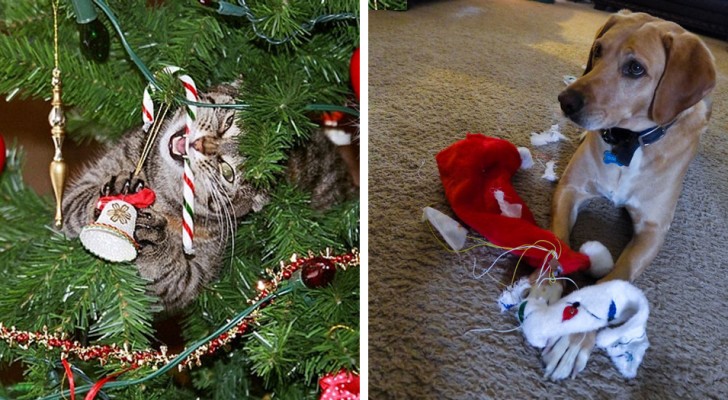 37 cani e gatti che sono riusciti anche quest'anno a mettere K.O. il Natale