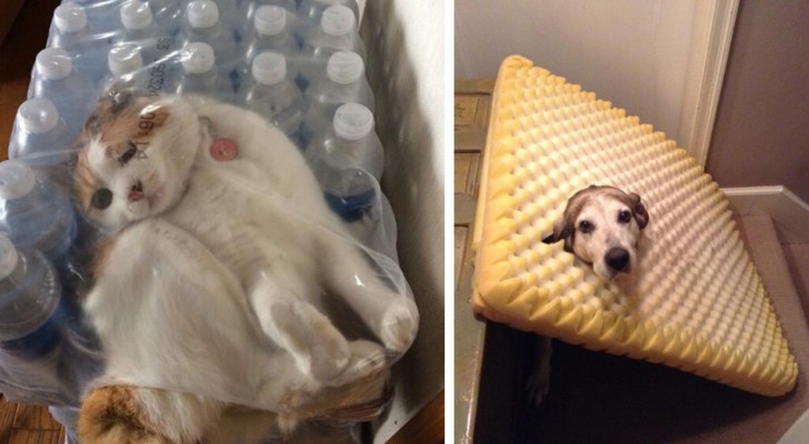 18 photos of animals stuck in the most unthinkable places