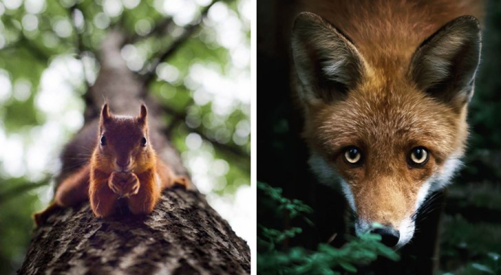 Gli scatti alla fauna finlandese di questo fotografo vi trasporteranno in un mondo magico