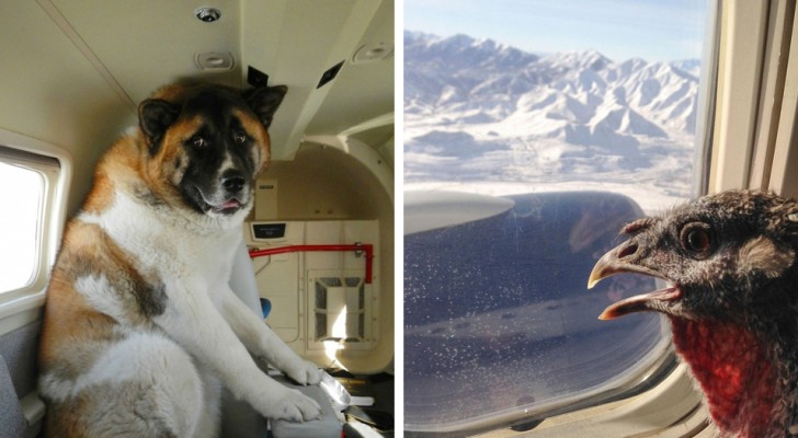 20 foto di animali di ogni tipo in volo insieme ai loro proprietari