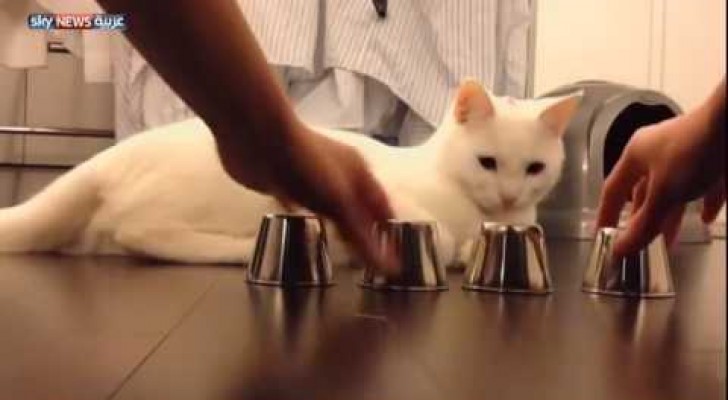 A very clever cat