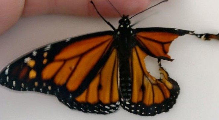 Trova una farfalla ferita: il modo in cui tenta di salvarla è del tutto assurdo ma efficace