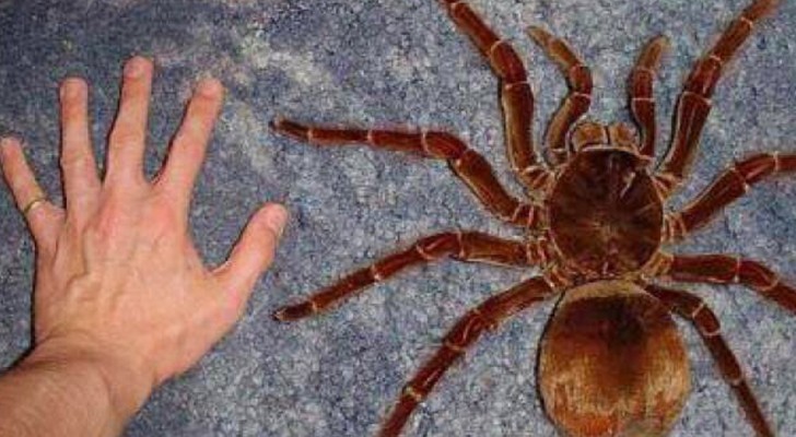 13 living species that will completely change your concept of "Big"