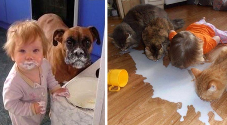 19 vezes que as crianças e os animais deram vidas à situações muito engraçadas!