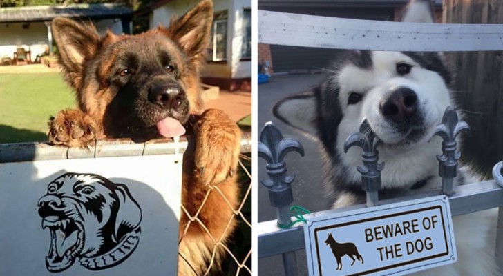 25 images de chiens (et chats) très dangereux derrière le panneau "Attention au chien"