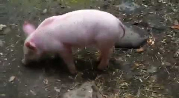 The hero piglet saves the goat