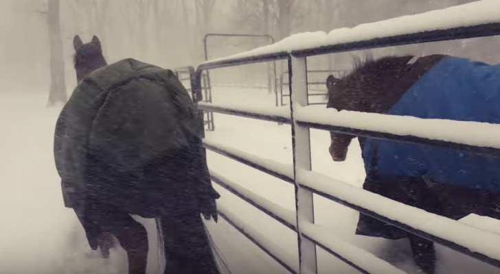 Han låter hästarna gå ut under ett snöfall, men reaktionen är inte vad han förväntade sig...