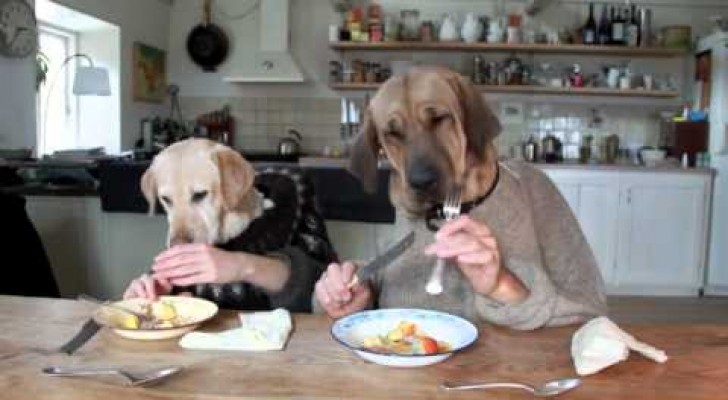 Abendessen zweier gut erzogener Hunde
